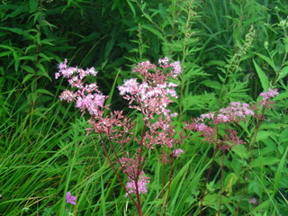 Obraz premium 花の咲く野原