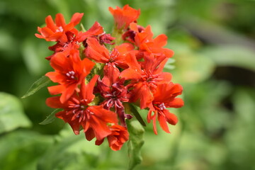 Garden carnation close up