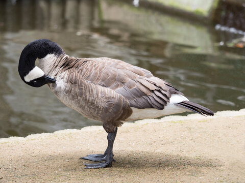 カナダガモ Images Browse 11 Stock Photos Vectors And Video Adobe Stock