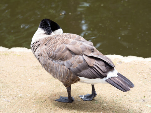 カナダガモ Images Browse 11 Stock Photos Vectors And Video Adobe Stock