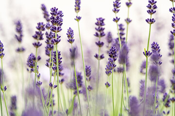 beautiful flower field background field with purple lavender flowers with soft light - obrazy, fototapety, plakaty