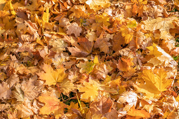 Yellow autumn leaves of maple on the ground, fallen foliage wallpaper, texture. Nature background.