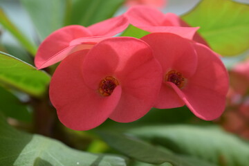 home flower milkweed close up