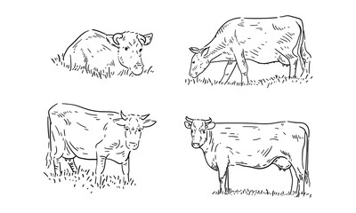 Set of cows grazing in a field. Vector illustration. Hand drawn sketch.