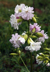 Blooming pink terry soapwort