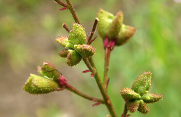 Fruits of Dictamnus albus