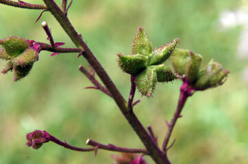 Fruits of Dictamnus albus