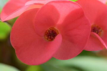 home flower milkweed close up