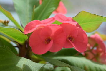 home flower milkweed close up