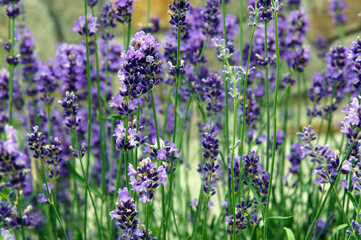 Lavender (Lavandula vera) flowers