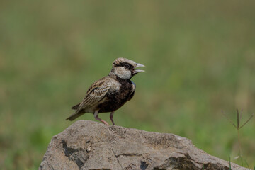 Ashy crowned sparrow lark perched on a rock.Sparrow sized with a finch-like bill and short legs, these birds are usually seen sitting on the ground, and although they do perch on wires.