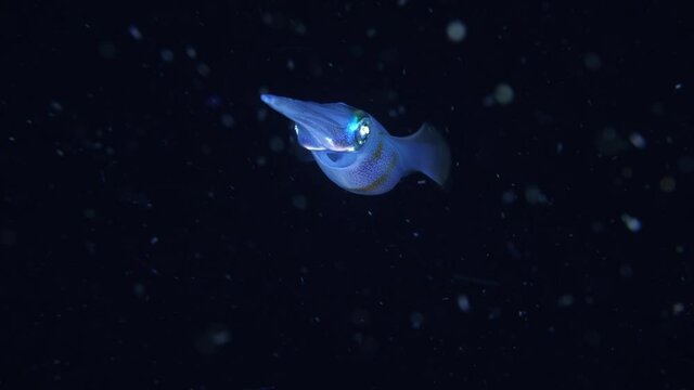 Squid swimming during a night dive. Slow motion 4k underwater video. Night dive in Tulamben, Bali, Indonesia.