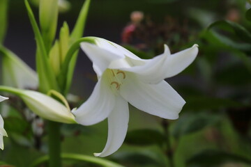 アフリカハマユウの白い花