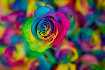 Fototapeta na wymiar Close up of a bouquet of Tinted Rainbow roses variety, studio shot, multicolored flowers