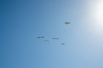 Blue sky and silhouette of flying birds. Brown pelicans in the sky