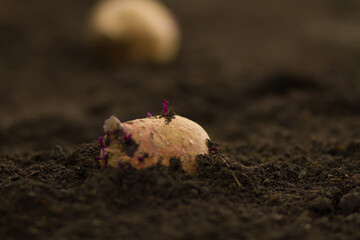 Sweet potato bulb and sprout in soil at nursery greenhouse