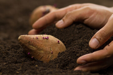 Hand of farmer growing sweet potato with plant bulb on soil