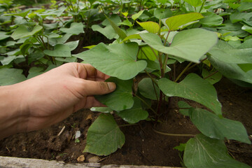 Sweet potato slips or seedling ready to harvest
