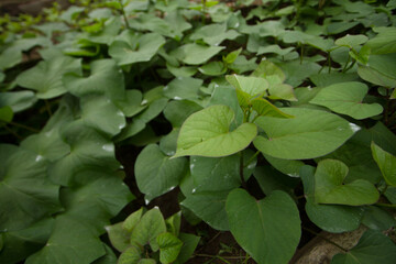 Sweet potato leaves grow in nursery greenhouse