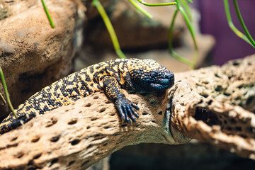 lizard on a rock