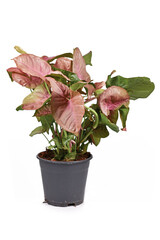 Tropical 'Syngonium Podophyllum Neon Robusta' houseplant with pink and green arrow shaped leaves in flower pot isolated on white background