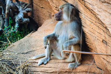 baboon at the zoo gazing into the distance