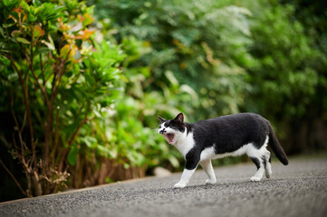あくびしながら歩いている猫
