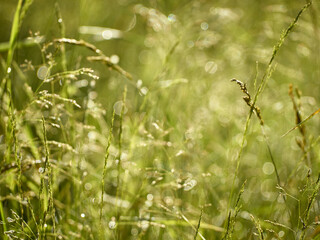 Drops of dew on the grass in defocus
