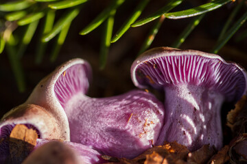 Purple mushrooms of an alpine fungus growing in the Black Forest among spruce and fir trees, showing the beautiful purple gills that contain the spores and the pink stem