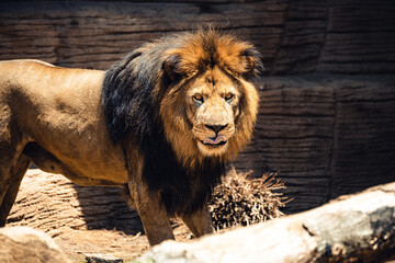Lion at The Zoo