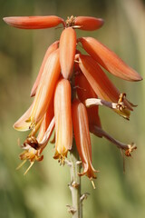 bird of paradise flower