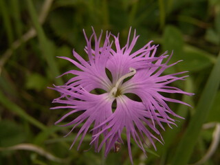 エゾカワラナデシコ