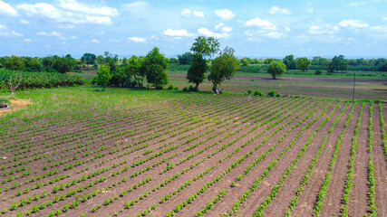 Aerial top view of agriculture field