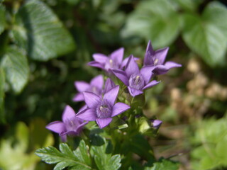 チシマリンドウ