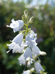 ツリガネニンジン