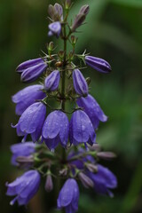 ツリガネニンジン