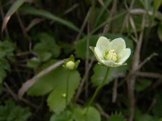 エゾウメバチソウ