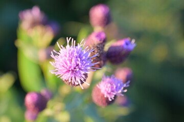 Thorn plant close up blooms