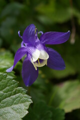 ミヤマオダマキ