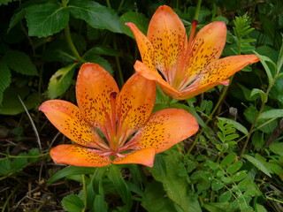 エゾスカシユリ