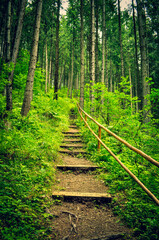 Obraz premium Path in the forest