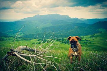 Boxer dog in the mountains