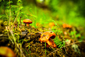 mushrooms in the forest