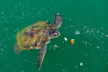 The loggerhead turtle swims in the wastes at sea. Marine pollution is a big problem for ocean creatures.