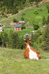 a red-haired cow lies and rests on a pasture in the mountains