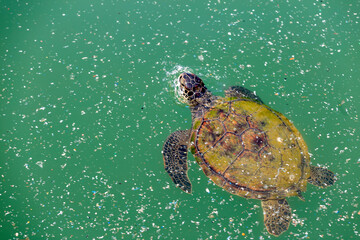 Marine pollution in the Mediterranean Sea and sea creatures. It occurs when harmful or potentially harmful, effects result from the entry into the ocean of chemicals.