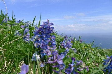 エゾエンゴサク