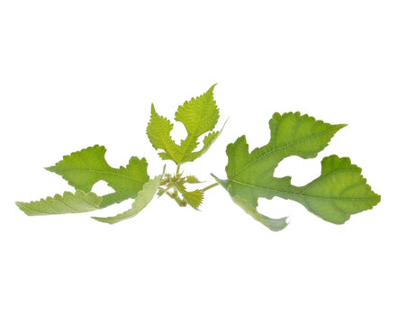 Mulberry leaves on a white background.