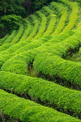 green tea farm in Boseong, South Korea
