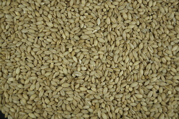 close up of rice